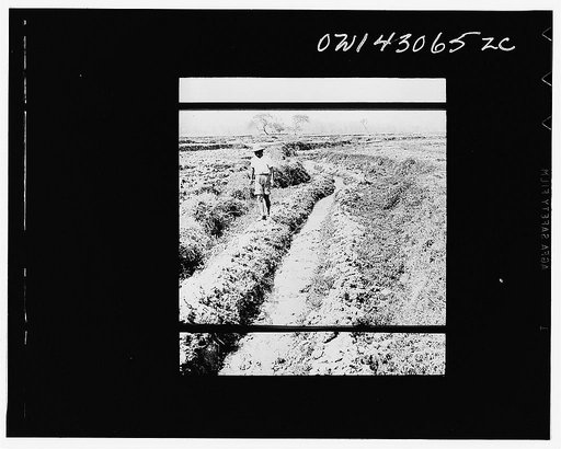 Public Health Service Investigation Commission to the China-Burma highway, Chefang (vicinity), China. Small irrigation ditch in the rice fields formerly had anopheles minimus mosquitoes breeding in pockets all along it. It has been rechanneled, as indicated by the new mud piled up on both sides. But