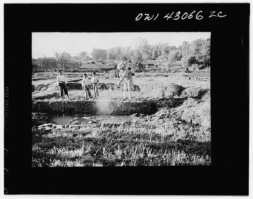 Public Health Service Investigation Commission to the China-Burma highway, Chefang (vicinity), China. Oiling anopheles minimus breeding place