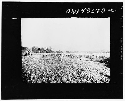 Public Health Service Investigation Commission to the China-Burma highway, Chefang (vicinity), China. Oiling anopheles minimus breeding places