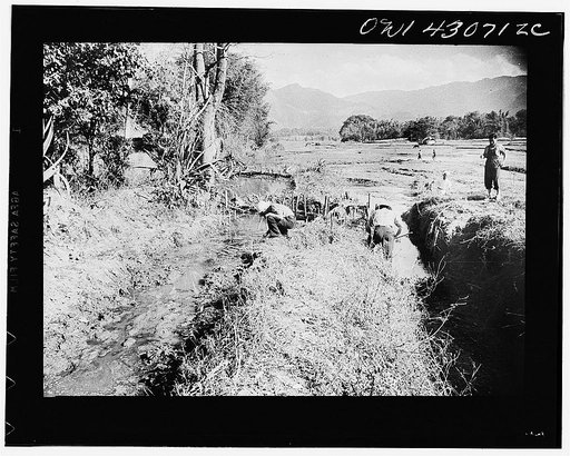 Public Health Service Investigation Commission to the China-Burma highway, Chefang (vicinity), China. Testing for anopheles minimus inlet and outlet irrigation ditches. No minimus were found in the ditch that is damned up, yet there were many in the ditch where water is flowing