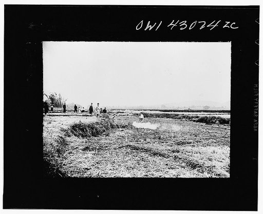 Public Health Service Investigation Commission to the China-Burma highway, Chefang (vicinity), China.  Paris green dusting