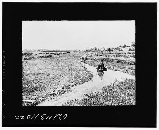 Public Health Service Investigation Commission to the China-Burma Highway, Chefang Valley, China. Taking sample to test for anopheles from the Old Fort seepage. There is soap controlled breeding for 300 feet