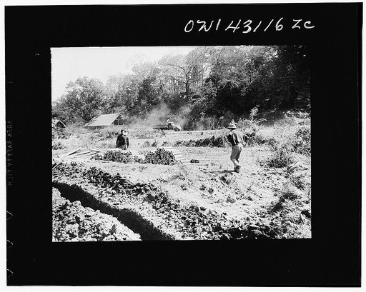 Public Health Service Investigation Commission to the China-Burma Highway, Chefang Valley, China. Green bamboo lasts almost indefinitely if kept wet. Piled in the sun like this, it dries quickly, and pops with a loud noise