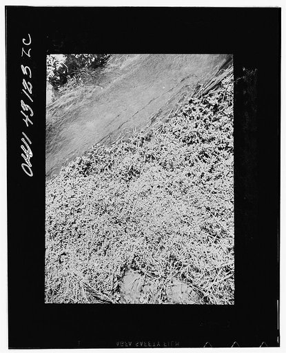 Public Health Service Investigation Commission to the China-Burma Highway, Chefang Valley, China. Close-up of the vegetation at the edge of a stream. Anopheles minimus breeds in the water along the vegetation
