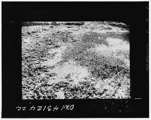 Public Health Service Investigation Commission to the China-Burma Highway, Chefang Valley, China. The edge of a seepage area. Water wells up out of the ground at right. Anopheles minimus breeds in the vegetation to its left and right. There is no minimus in the quiet water to the left