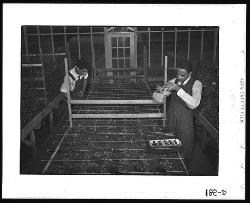 Tuskegee Institute, Alabama. Students in the greenhouse
