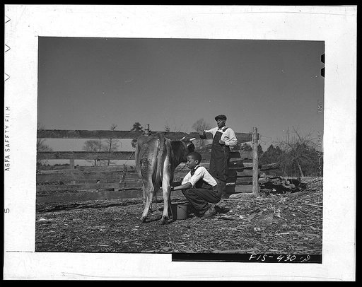 Zebulon, (vicinity), North Carolina. Milking a cow on the Feggen Jones' farm