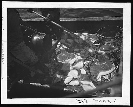 Provincetown, Massachusetts. Aboard the Frances and Marion, a Portuguese drag trawler, fishing off Cape Cod. Pitching the catch into metal baskets, to be lowered into the hold for icing