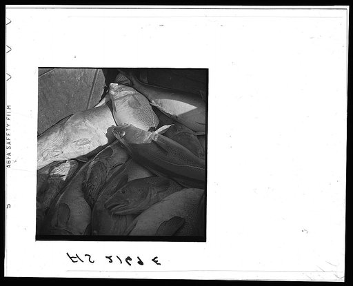 The catch aboard a Portuguese dory off Cape Cod, Massachusetts