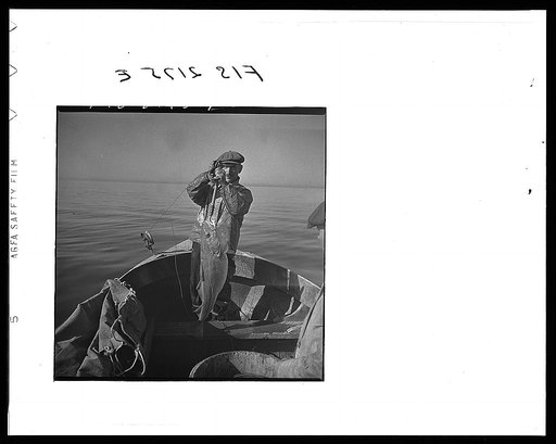 Hauling in a cod aboard a Portuguese fishing dory off Cape Cod, Massachusetts