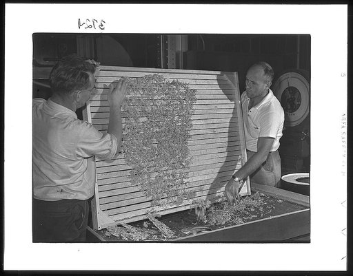 Emptying dehydrated cabbage into hopper, Western Regional Agricultural Research Laboratory, Albany, California
