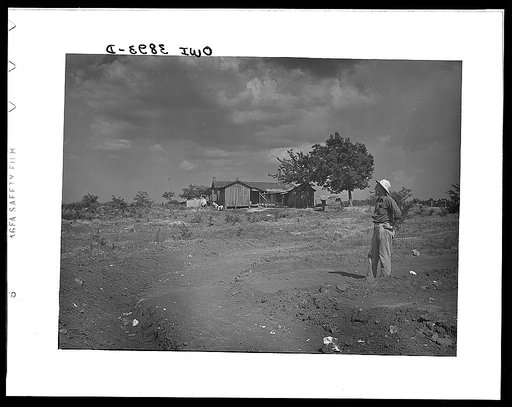 Lauderdale County, Alabama. Tennessee Valley Authority (TVA). Julien H. Case inspecting a terrace. Sharecropper's house in the background