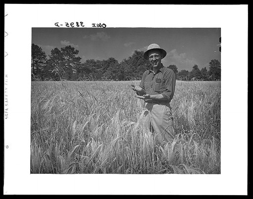 Lauderdale County, Alabama. Tennessee Valley Authority (TVA). Small grains and hay are Julien H. Chase's chief crops