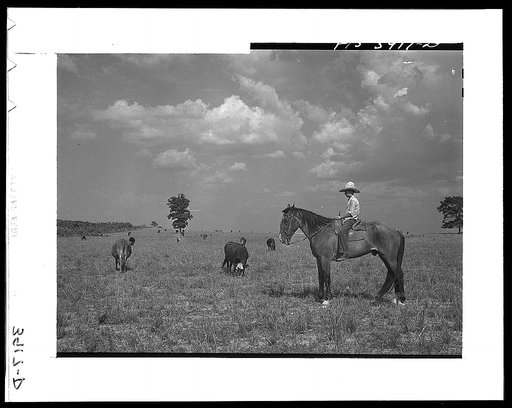 Lauderdale County, Alabama. Tennessee Valley Authority (TVA). Cattle on the Julien H. Case farm