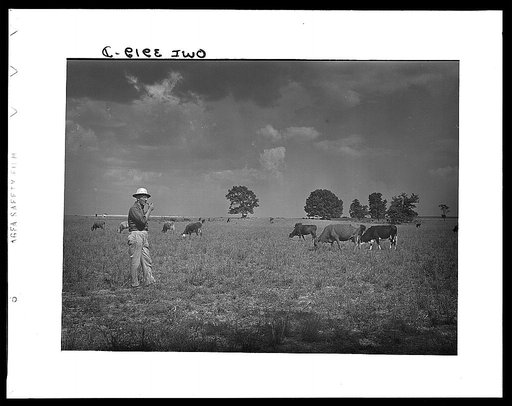 Lauderdale County, Alabama. Tennessee Valley Authority (TVA). Julien H. Case looking over some of his cattle