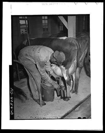 Knox County, Tennessee (Tennessee Valley Authority (TVA)). Cows are milked by electricity on the Broadacre Dairy Farm