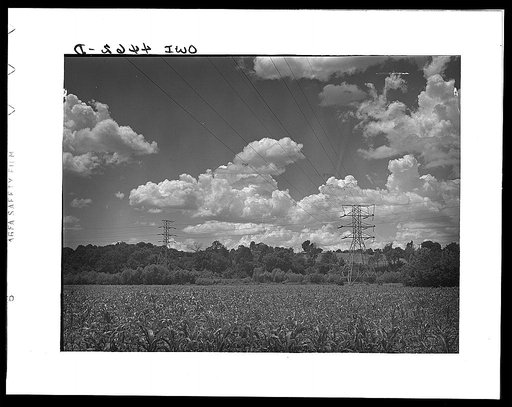Lauderdale County, Alabama (Tennessee Valley Authority (TVA)). Transmission lines in a cornfield