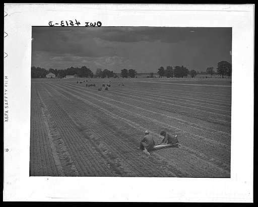 Wilson Dam, Alabama (Tennessee Valley Authority(TVA)). Civilian Conservation Corps boys weeding loblolly pine seedlings at TVA  nursery. Since 1934, eighty million trees have been planted for soil conservation and flood control in the Tennessee Valley