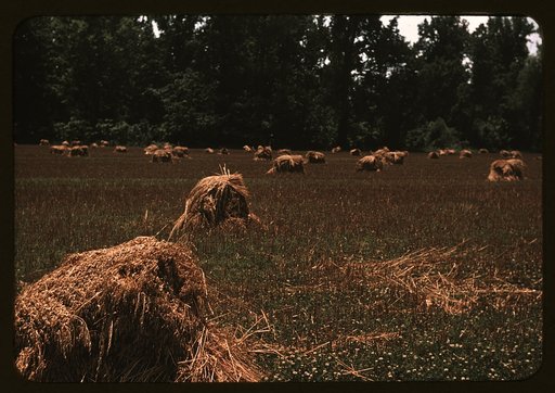 Typical southeastern Georgia farm with newly harvested field of oats