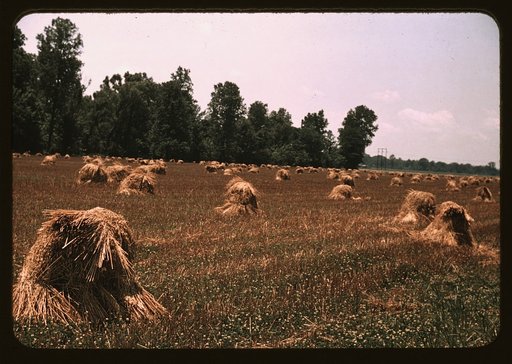 Typical southeastern Georgia farm with newly harvested field of oats