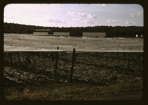 Cheesecloth covering used in growing shade grown tobacco; the stalks lying on the ground are left after the tobacco is cut; Suffield, Conn.