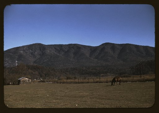 Horse in the pasture of a mountain farm along the Skyline Drive in Virginia