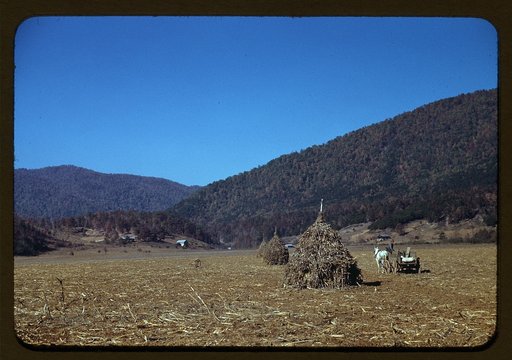 Cornshocks in mountain farm along the Skyline Drive in Virginia
