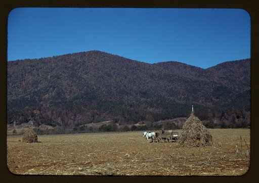 Cornshocks in mountain farm along the Skyline Drive in Virginia