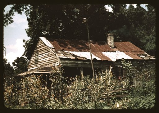 An old house almost hidden by sunflowers, Rodney, Miss.