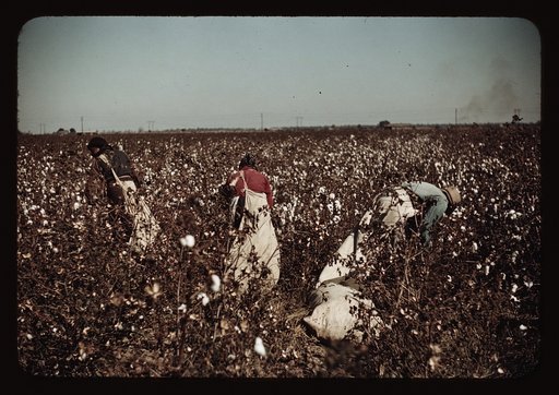 Day-laborers picking cotton near Clarksdale, Miss.