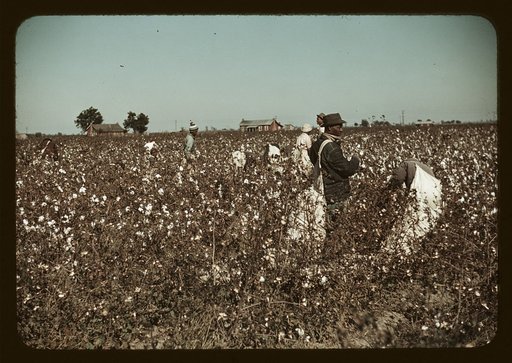 Day laborers picking cotton near Clarksdale, Miss.