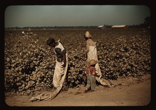 Day laborers picking cotton, near Clarksdale, Miss.