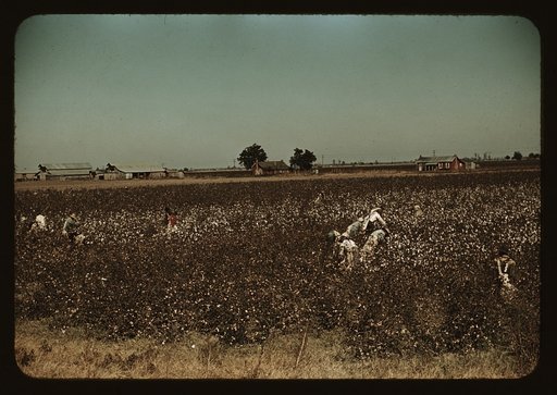Day laborers picking cotton near Clarksdale, Miss.