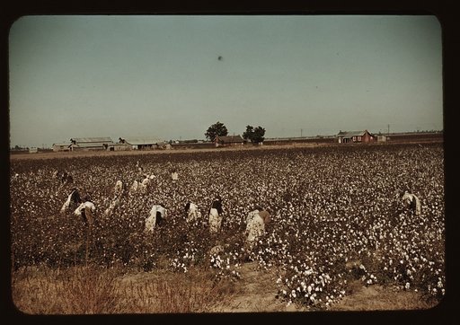Day laborers picking cotton near Clarksdale, Miss.