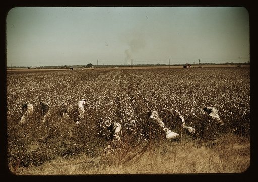 Day laborers picking cotton, near Clarksdale, Miss.