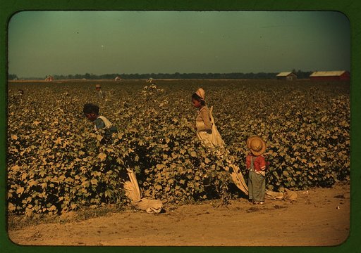 Day laborers picking cotton near Clarksdale, Miss. Delta