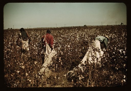 Day laborers picking cotton near Clarksdale, Miss.