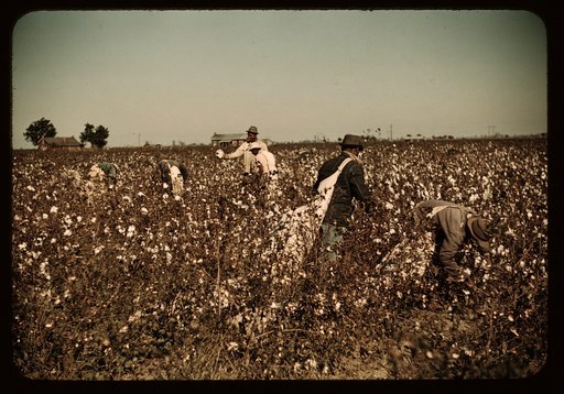 Day laborers picking cotton near Clarksdale, Miss. Delta