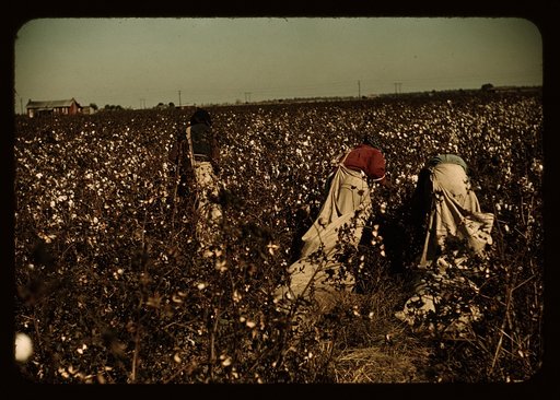 Day laborers picking cotton near Clarksdale, Miss.