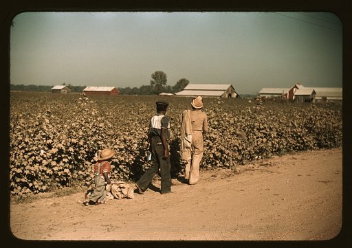Day laborers picking cotton near Clarksdale, Miss.