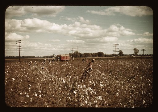 Day laborers picking cotton near Clarksdale, Miss.
