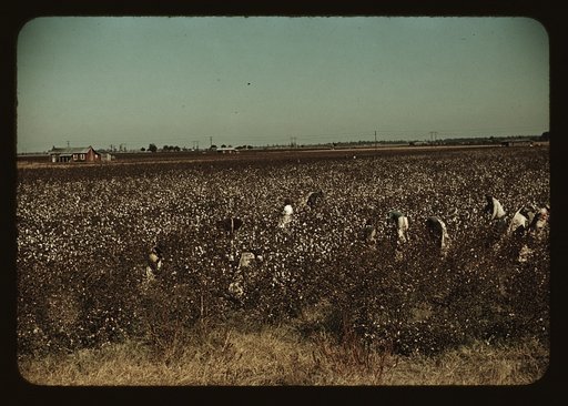 Day laborers picking cotton near Clarksdale, Miss.