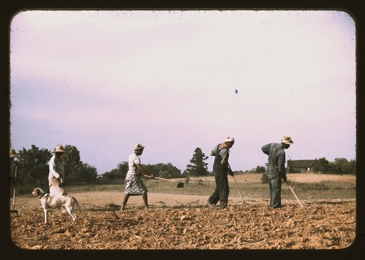 Chopping cotton on rented land near White Plains, Greene County, Ga.