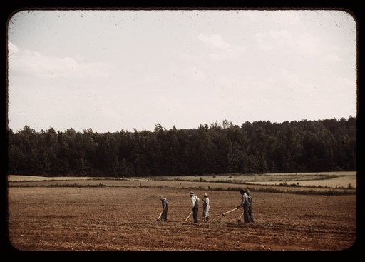 Chopping cotton, Greene County, Ga.?