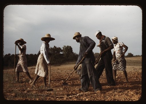 Chopping cotton on rented land, near White Plains, Greene County, Ga.
