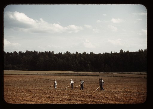 Chopping cotton, near Greene County, Ga.?