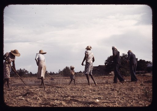 Chopping cotton on rented land near White Plains, Greene County, Ga.