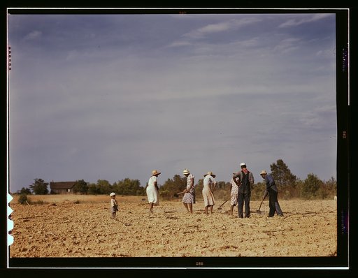 Chopping cotton on rented land near White Plains, Greene County, Ga.
