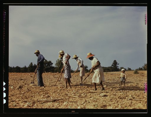 Chopping cotton on rented land near White Plains, Greene County, Ga.