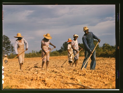 Chopping cotton on rented land near White Plains, Greene County, Ga.